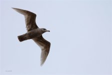 glauc 2.jpg