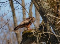 Red Kite (Milvus milvus)_25.jpg