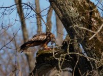 Red Kite (Milvus milvus)_24.jpg