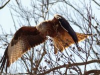 Red Kite (Milvus milvus)_26.jpg