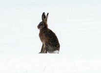 hare2.JPG