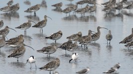 Eurasian Curlews DB D800 60fps still frame14Feb 2013.jpg