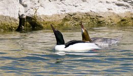 Goosander Courtship.jpg