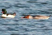 Goosander Courtship2.jpg