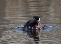 Red-necked Grebe (Podiceps grisegena)_2.jpg