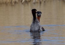 Red-necked Grebe (Podiceps grisegena)_3.jpg