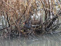 moorhen.jpg