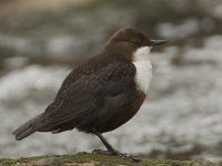 Dipper_G9A9878.jpg