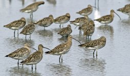 eurasian curlews roost DB DSC_1974.jpg