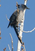 poss stellar jay.JPG