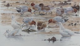 wigeon & black-heads (800x466).jpg