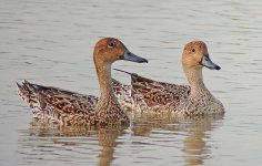 northern pintails fems P310 stx95 DSCN0196.jpg