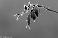 9754_Labahe_Leaves_02_B&W.jpg