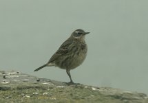 Rock Pipit -(littorals type)-001.JPG