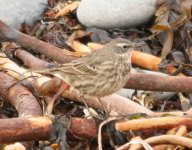 Rock Pipit -(littorals type)-010.JPG