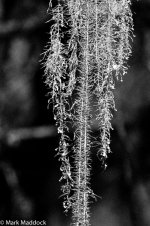 9811_Labahe_Lichen_01_B&W.jpg