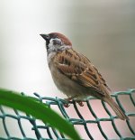 tree sparrow A640  stx95 30x IMG_0666.jpg