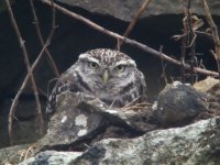 Little-Owl-40x-digiscope.jpg