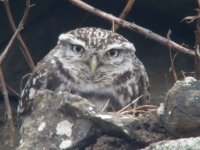 Little-Owl-60x-digiscope.jpg