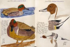 0299-G15-GWTE+NorthernPintail-Mar,13.jpg