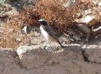 red tailed wheatear.jpg