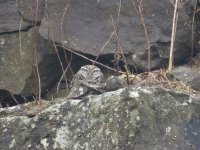 Little-Owl-1200-2.0x.jpg