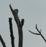 woodpecker1.jpg