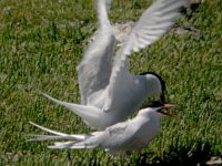 Arctic Tern 2759.jpg