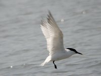 flying Sandwich Tern 2779.jpg