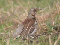 fieldfare dscn1255ro.jpg