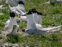 Sandwich Tern 2750.jpg