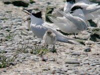 Sandwich Tern 2745.jpg