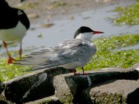 Common Tern 2733.jpg