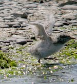 Sandwich Tern  Chick 2748.jpg