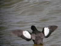 Black Guillemot 2718.jpg