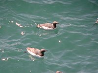 Guillemot 2836.jpg