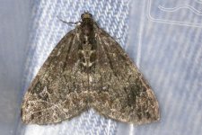 moth1206041.jpg