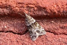 moth1206042.jpg