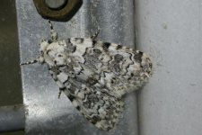 moth130604.jpg