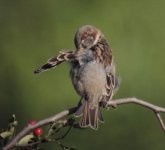 H Sparrow web.jpg