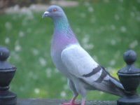 Rock Dove 2.JPG