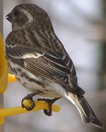 finch or sparrow 1.jpg