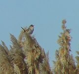 marsh wren 132-3267_img 3-29-03.jpg