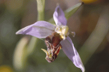 WASP ORCHID 1.gif