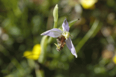 WASP ORCHID 2.gif