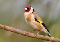 172goldfinch1.jpg