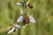 BEE ORCHID 1.gif