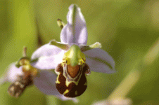 BEE ORCHID 2.gif