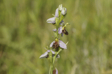BEE ORCHID 3.gif