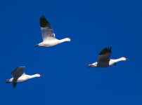 Snow Geese in Flight.jpg